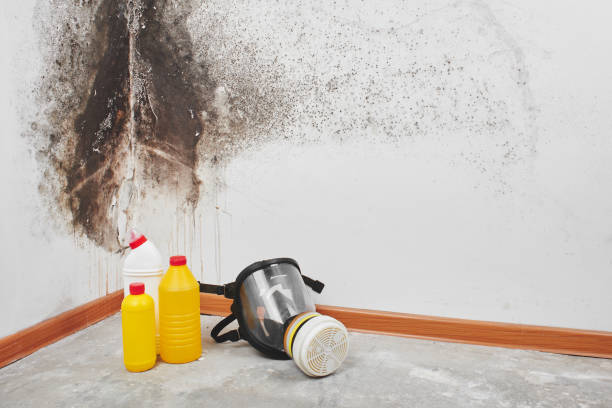 Best Crawl Space Mold Removal  in Leisure Village, NJ