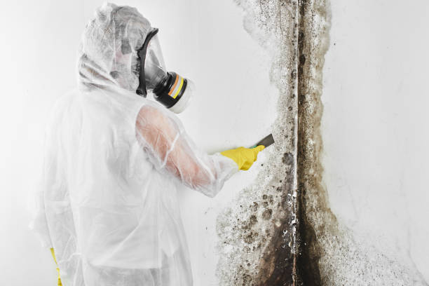 Best Residential Mold Removal  in Leisure Village, NJ