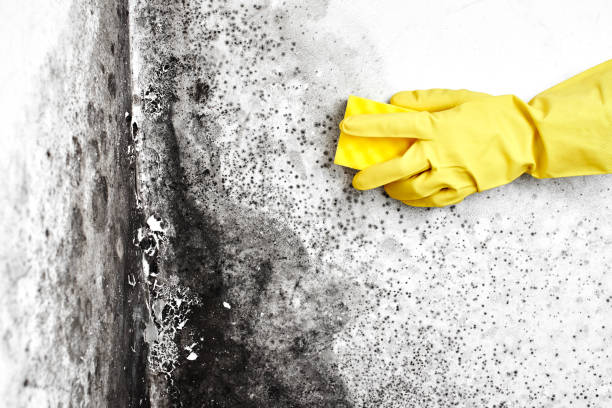 Best Office Mold Removal Services  in Leisure Village, NJ