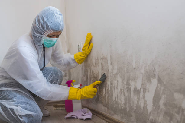 Mold Testing and Removal in Leisure Village, NJ