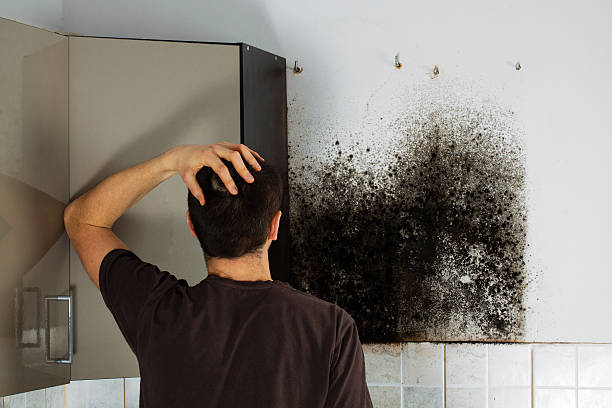 Best Toxic Mold Removal  in Leisure Village, NJ
